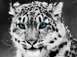 Panthera Uncia